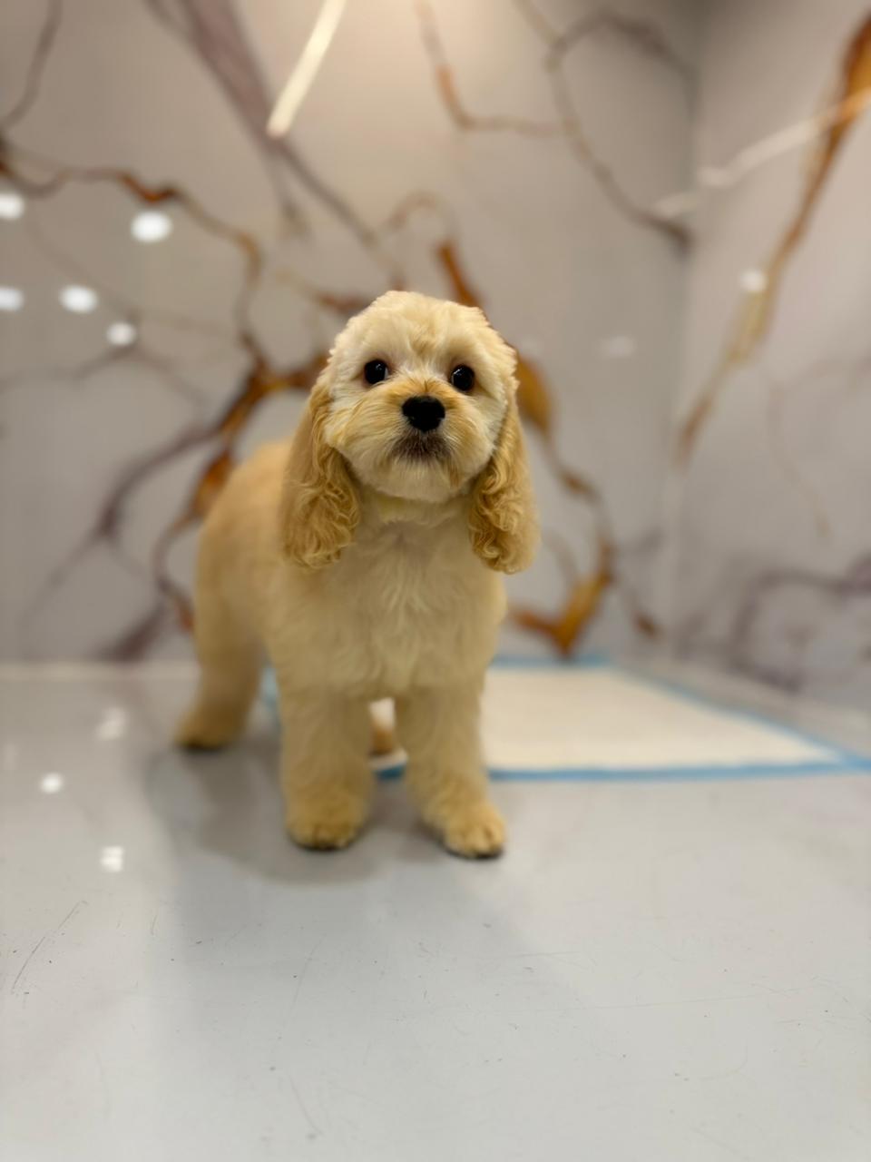 Golden Doodle Puppy