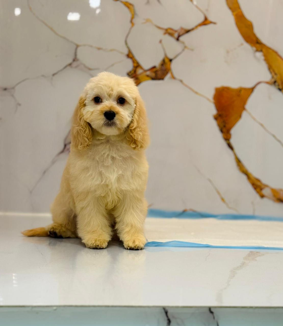 Golden Doodle Puppy
