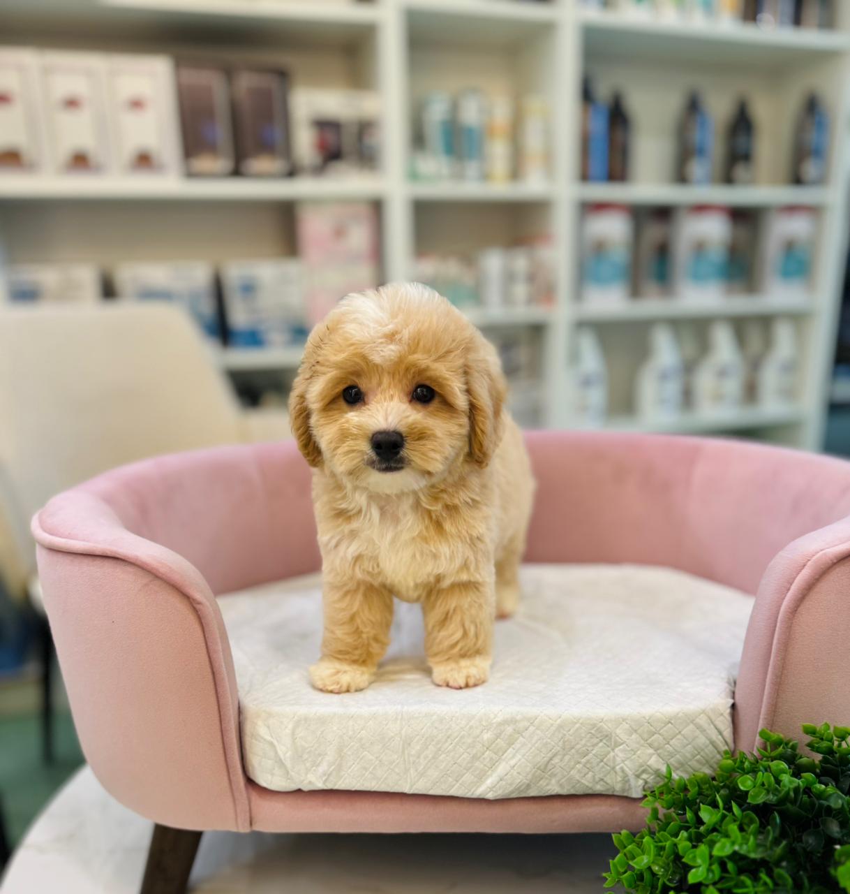 Mini Maltipoo Puppy