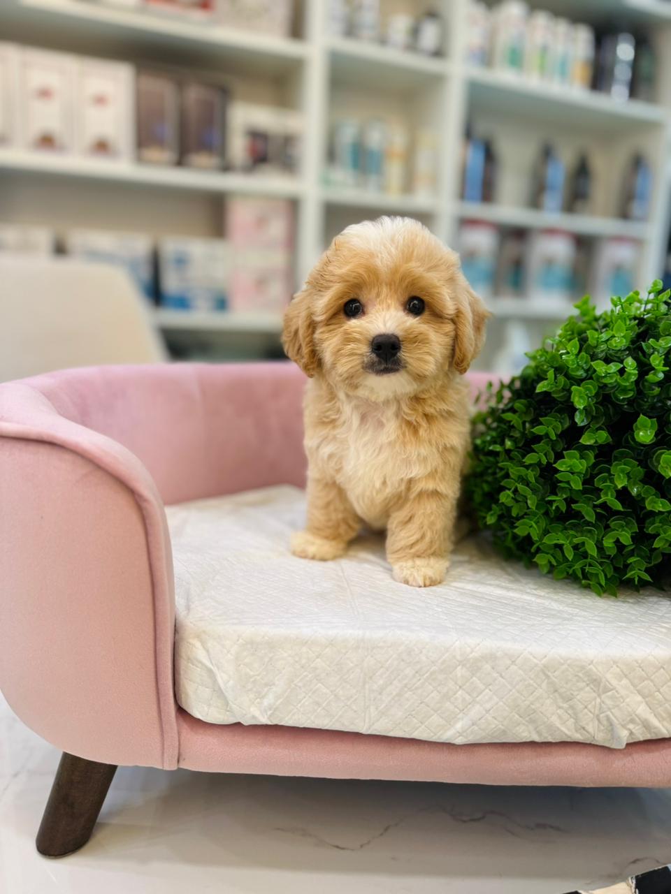 Mini Maltipoo Puppy