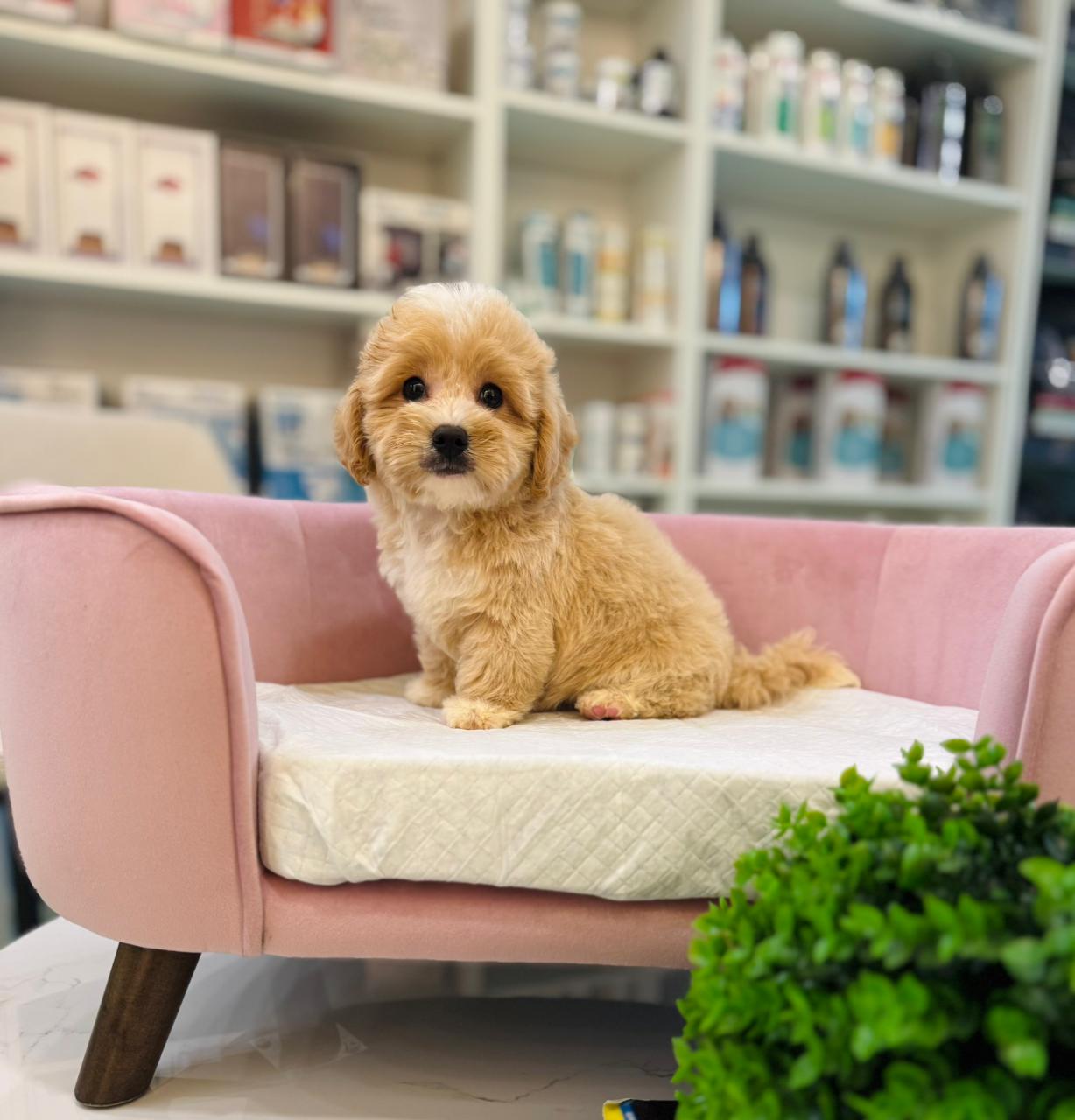 Mini Maltipoo Puppy