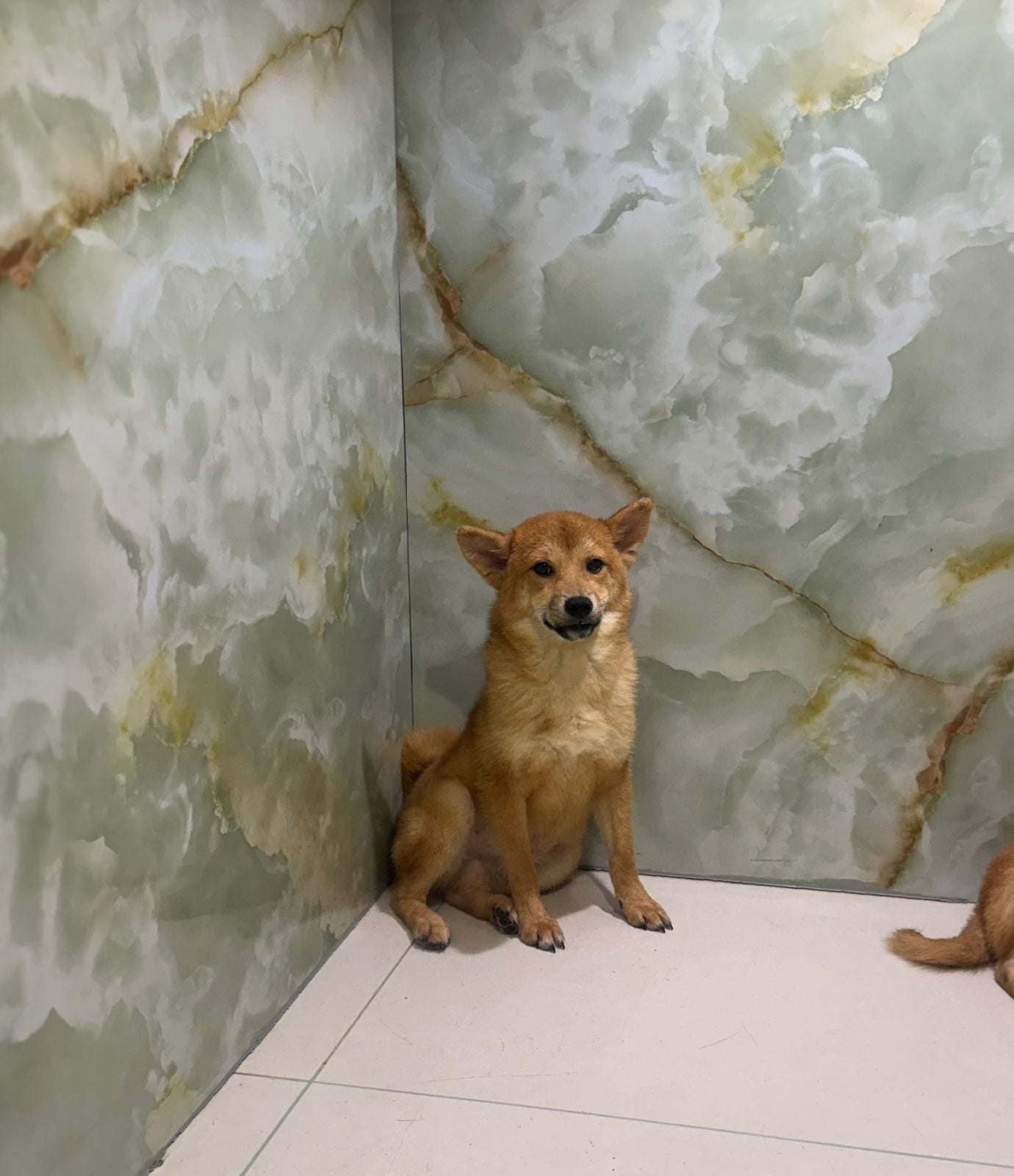 Shiba Inu Puppy