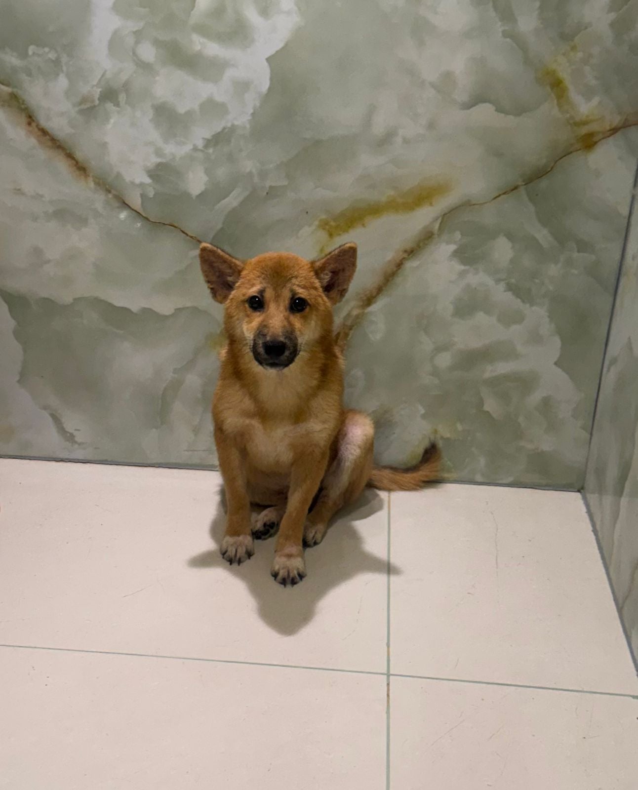 Shiba Inu Puppy