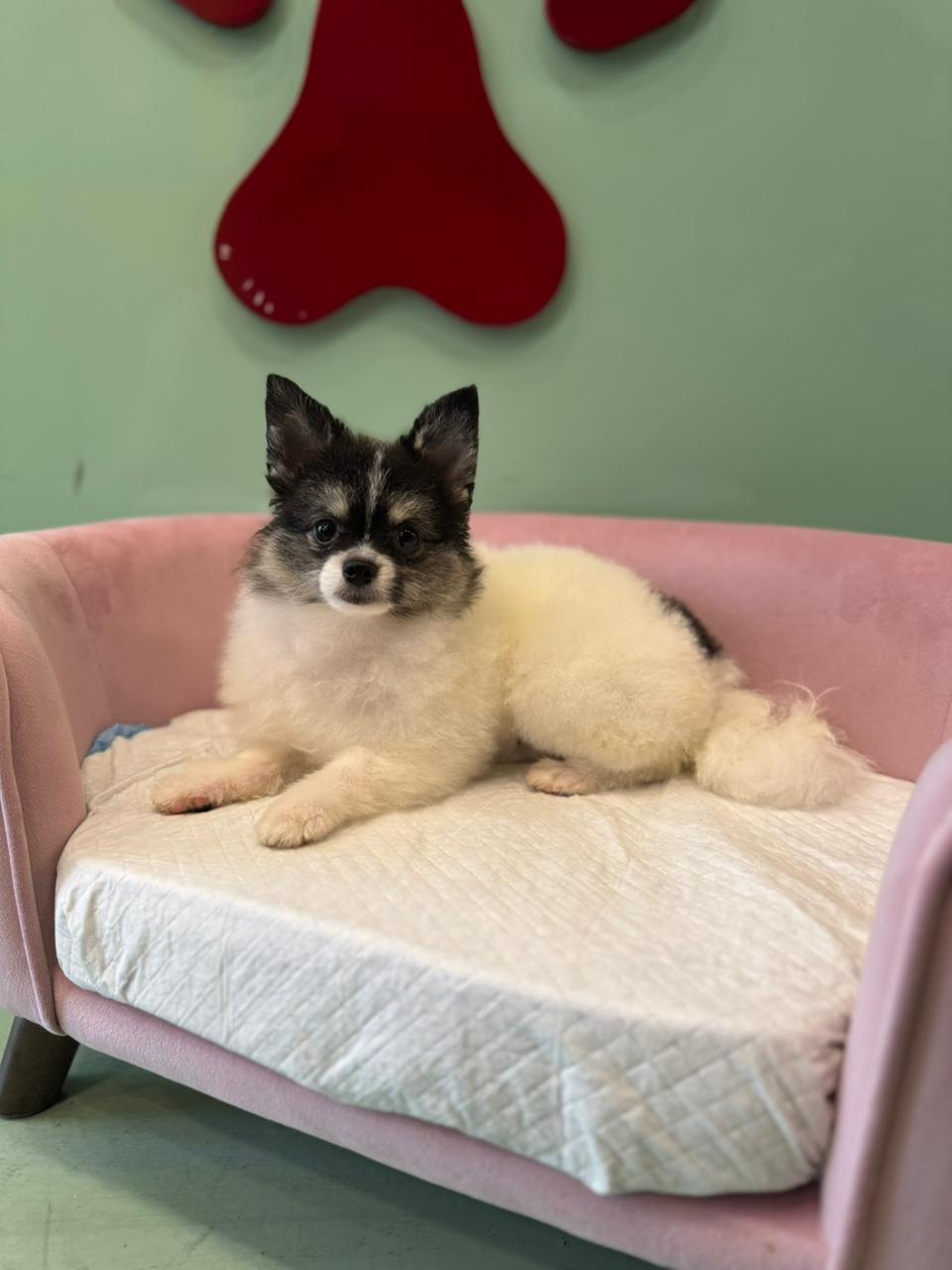 Tcup Pomeranian Puppy