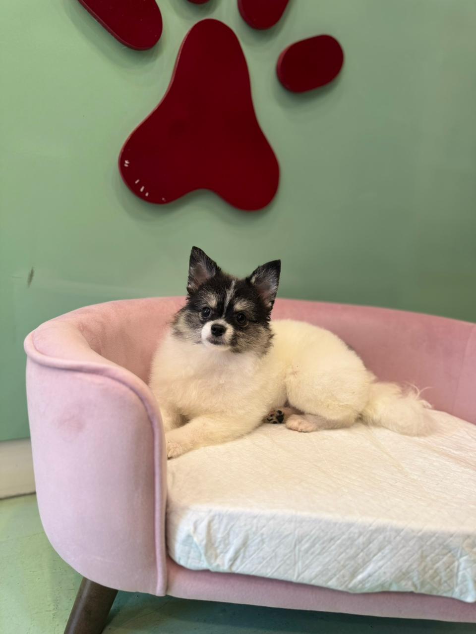 Tcup Pomeranian Puppy