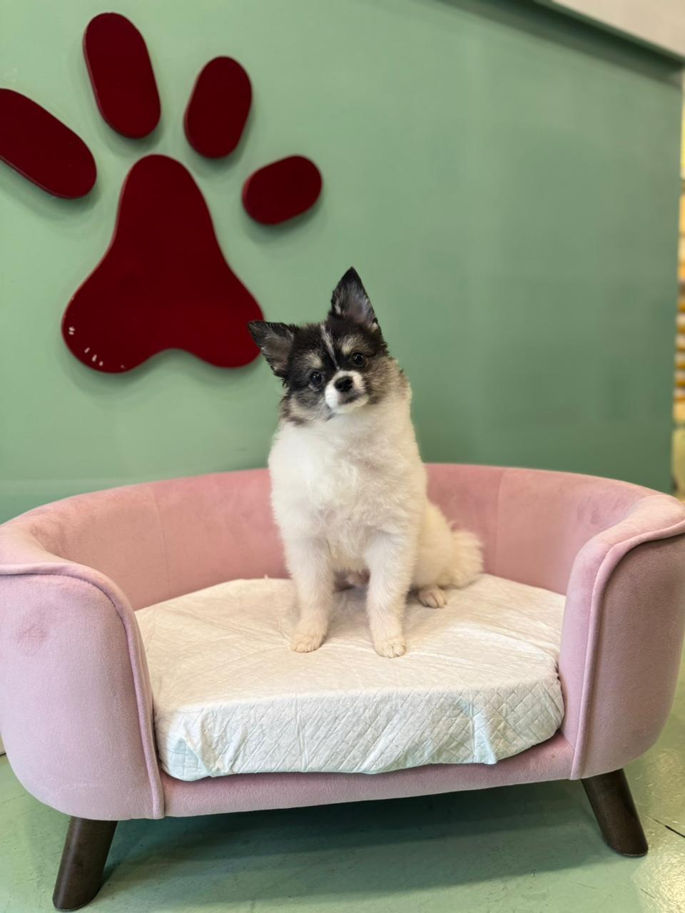 Tcup Pomeranian Puppy