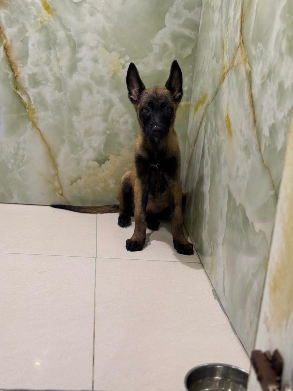 Belgian Malinois Puppy
