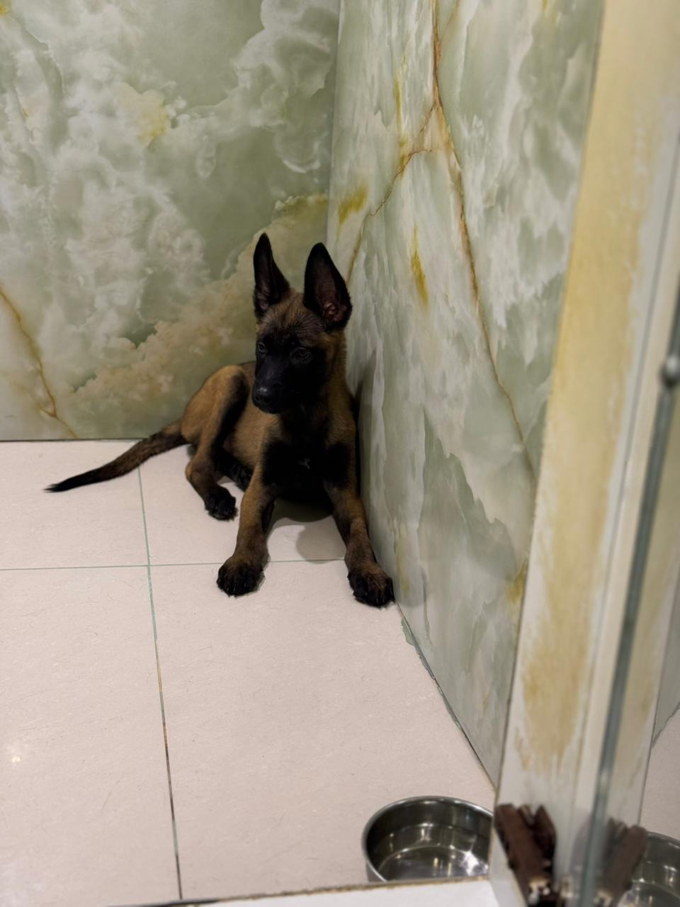 Belgian Malinois Puppy