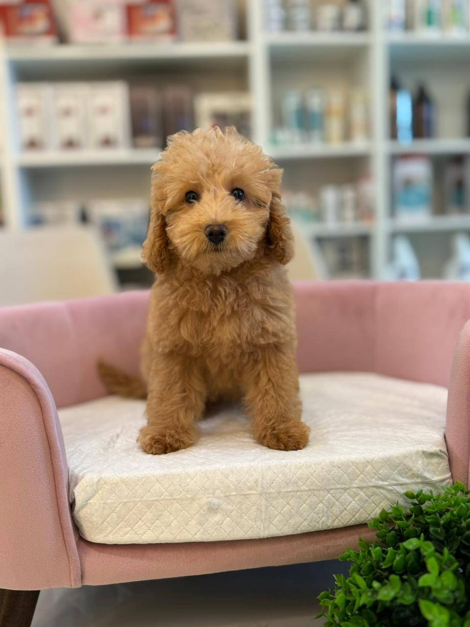 Mini Poodle