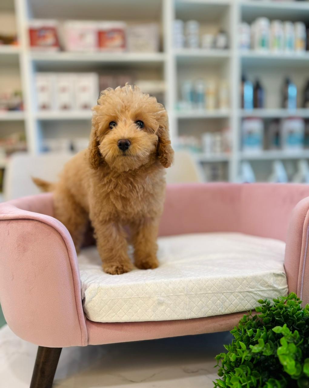 Mini Poodle