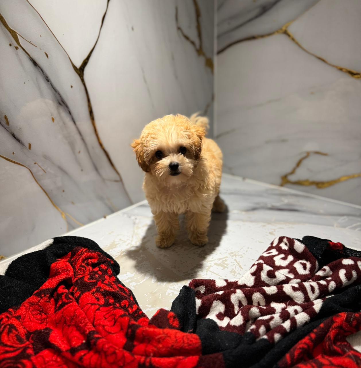 Toy Maltipoo Puppy