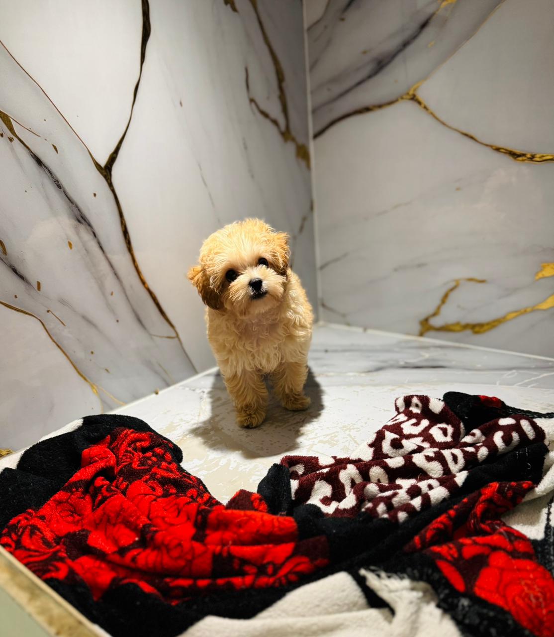 Toy Maltipoo Puppy
