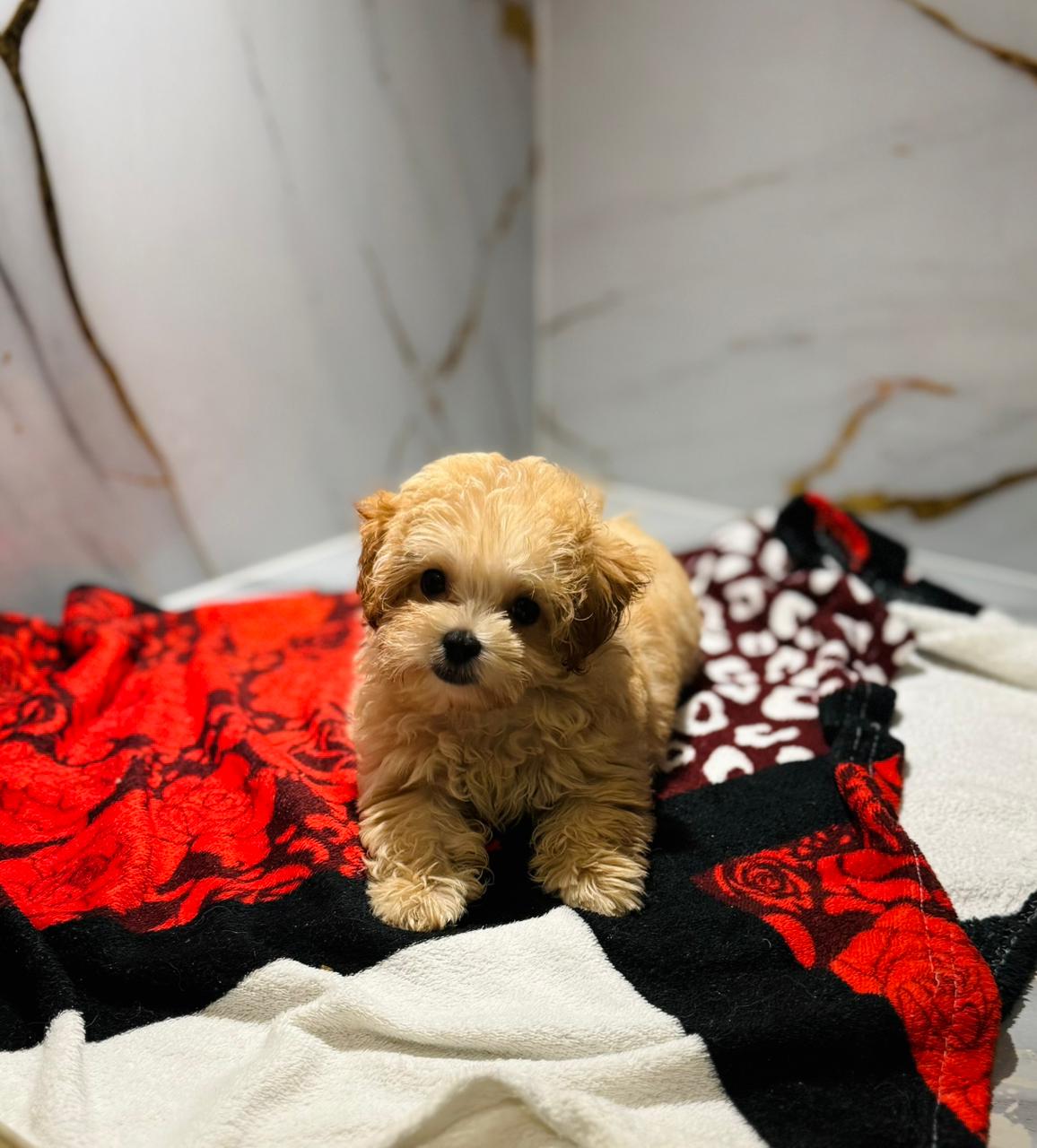 Toy Maltipoo Puppy