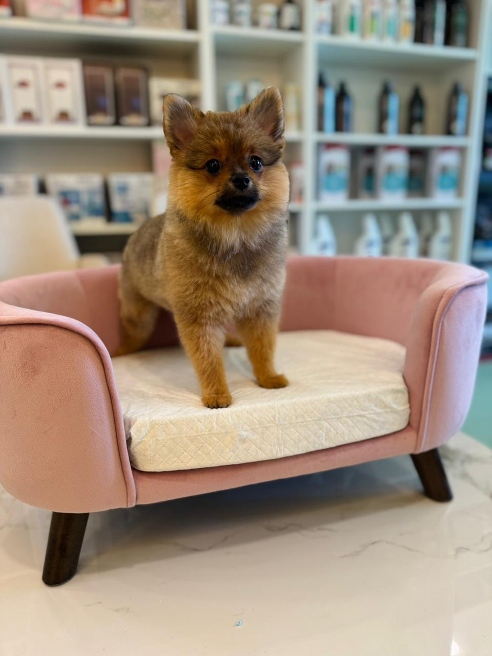 Pomeranian Puppy