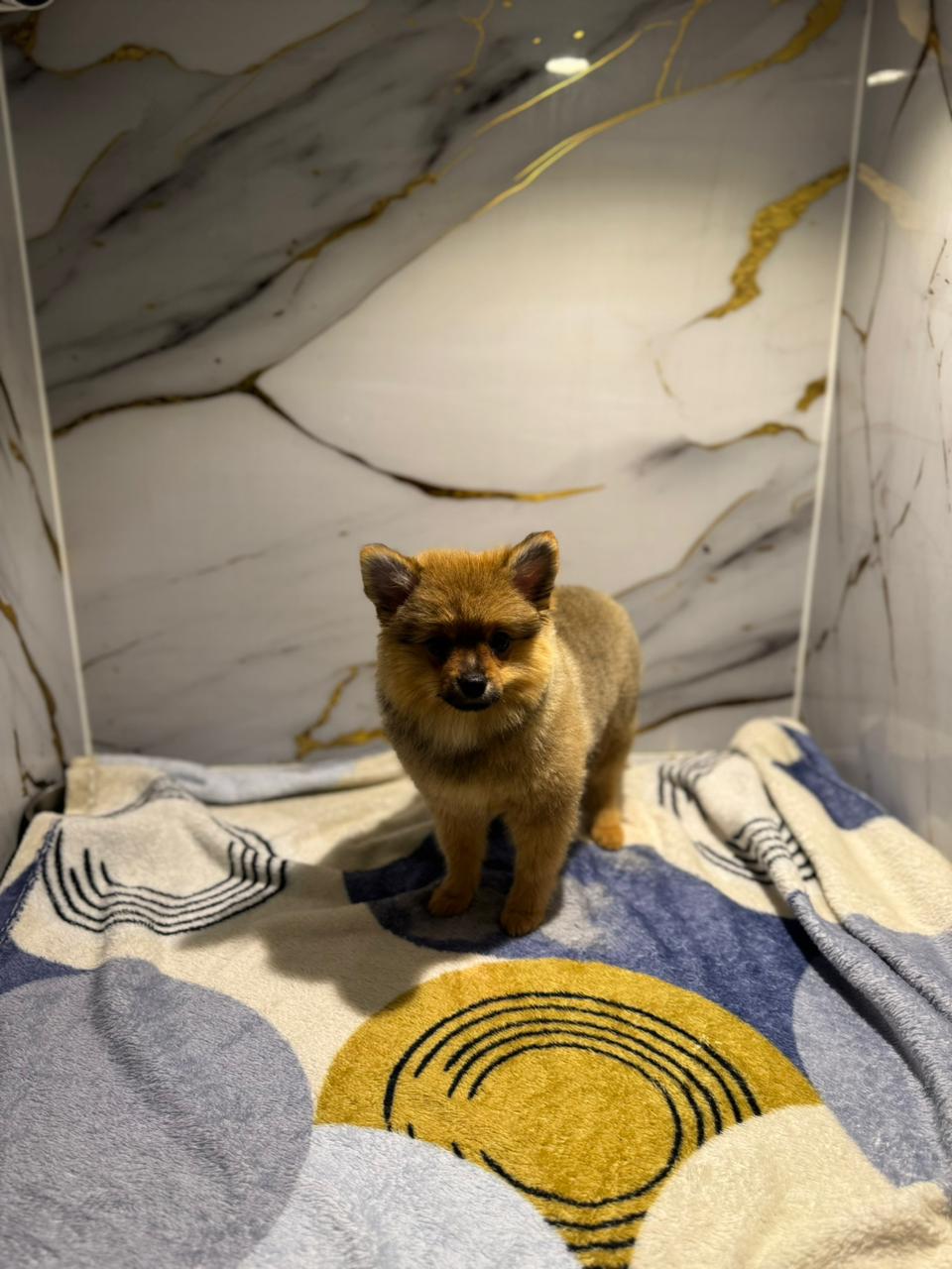 Pomeranian Puppy