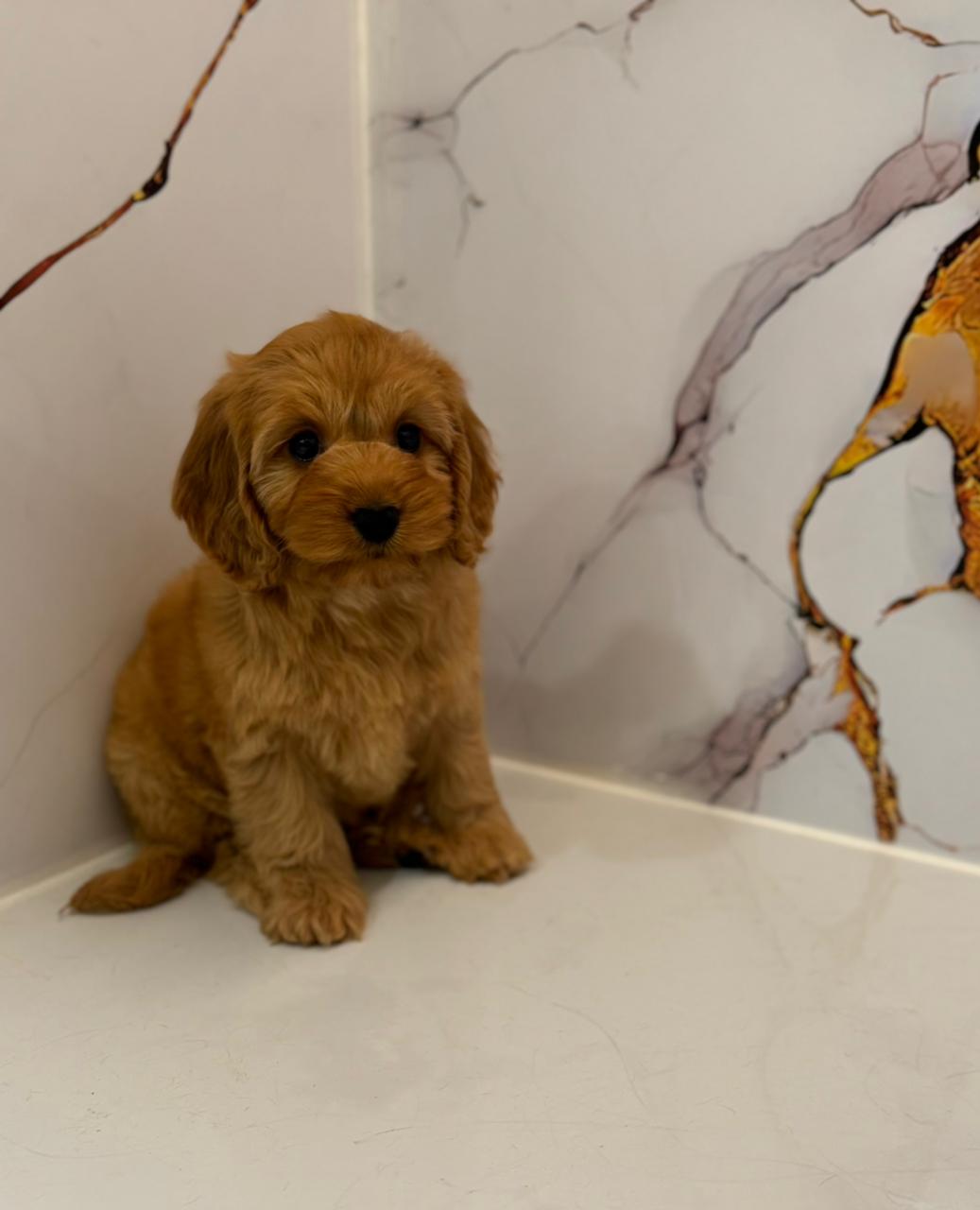Cockapoo Female Puppy