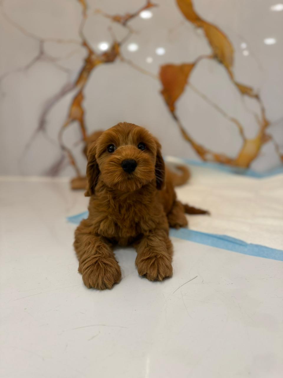 Cockapoo Female Puppy