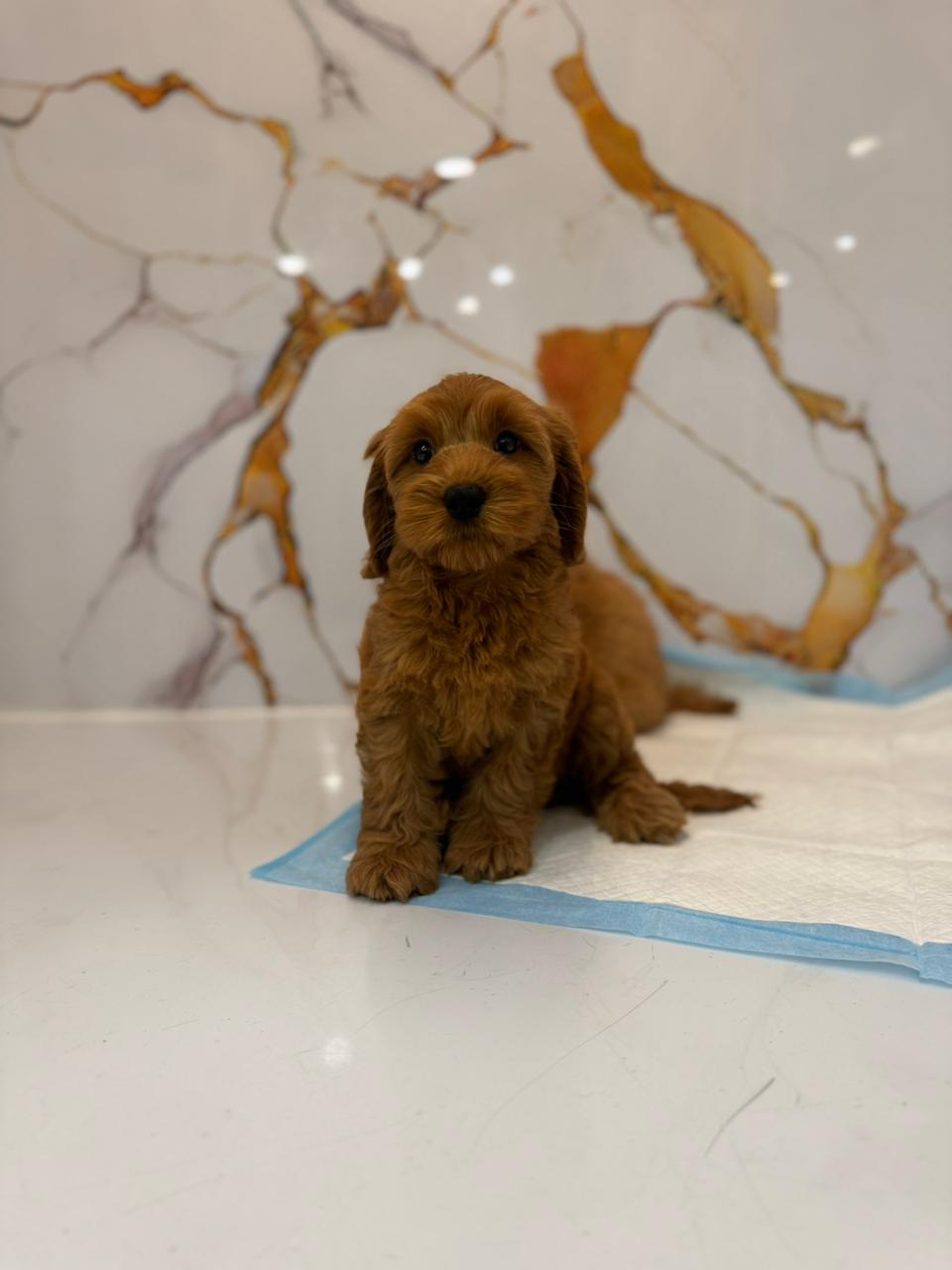 Cockapoo Female Puppy