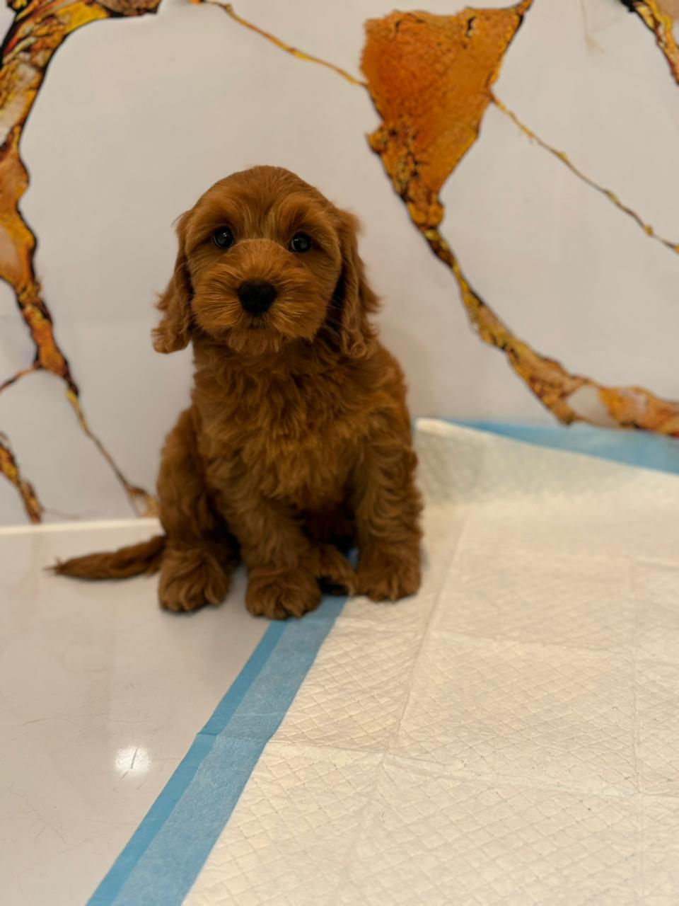 Cockapoo Female Puppy