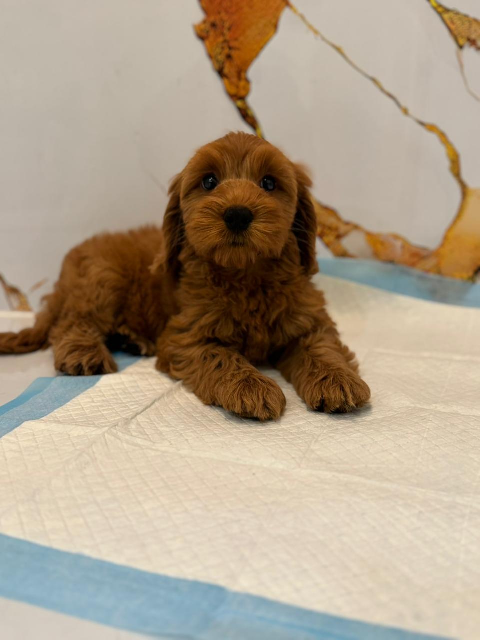 Cockapoo Female Puppy