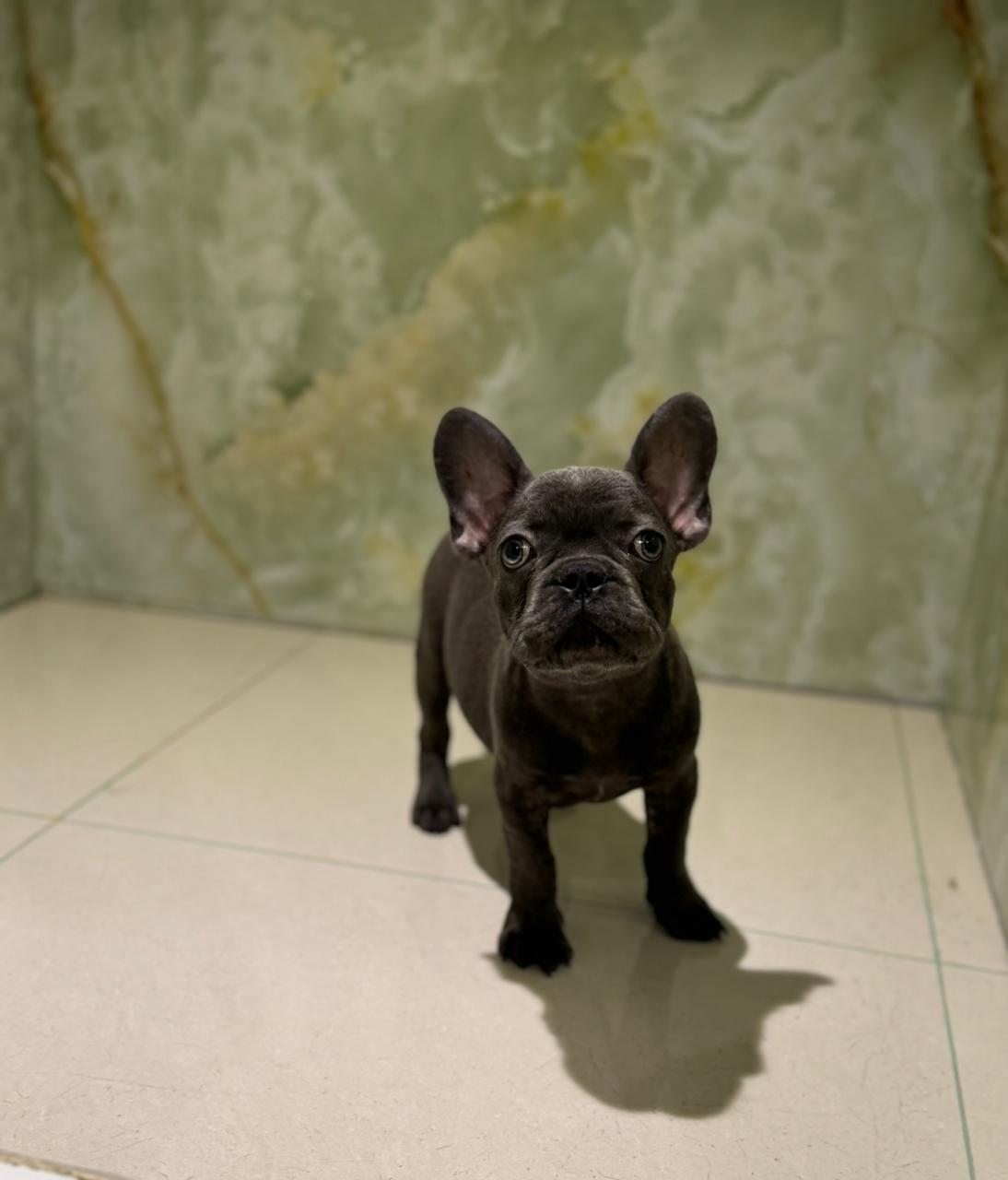 French Bull Dog Puppy