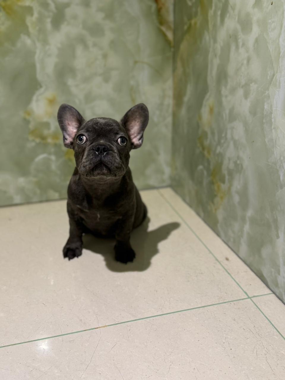 French Bull Dog Puppy