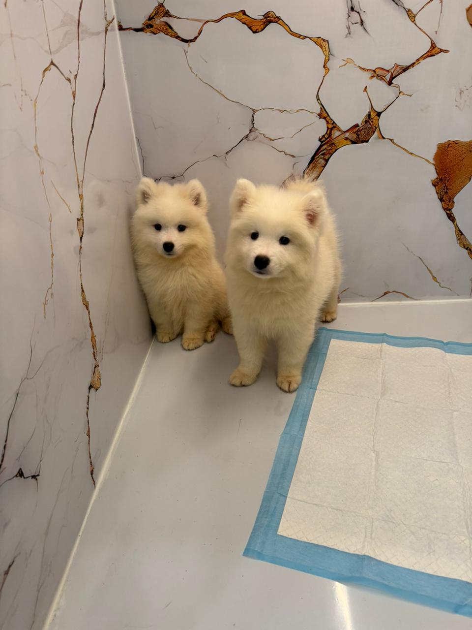 Samoyed Puppy