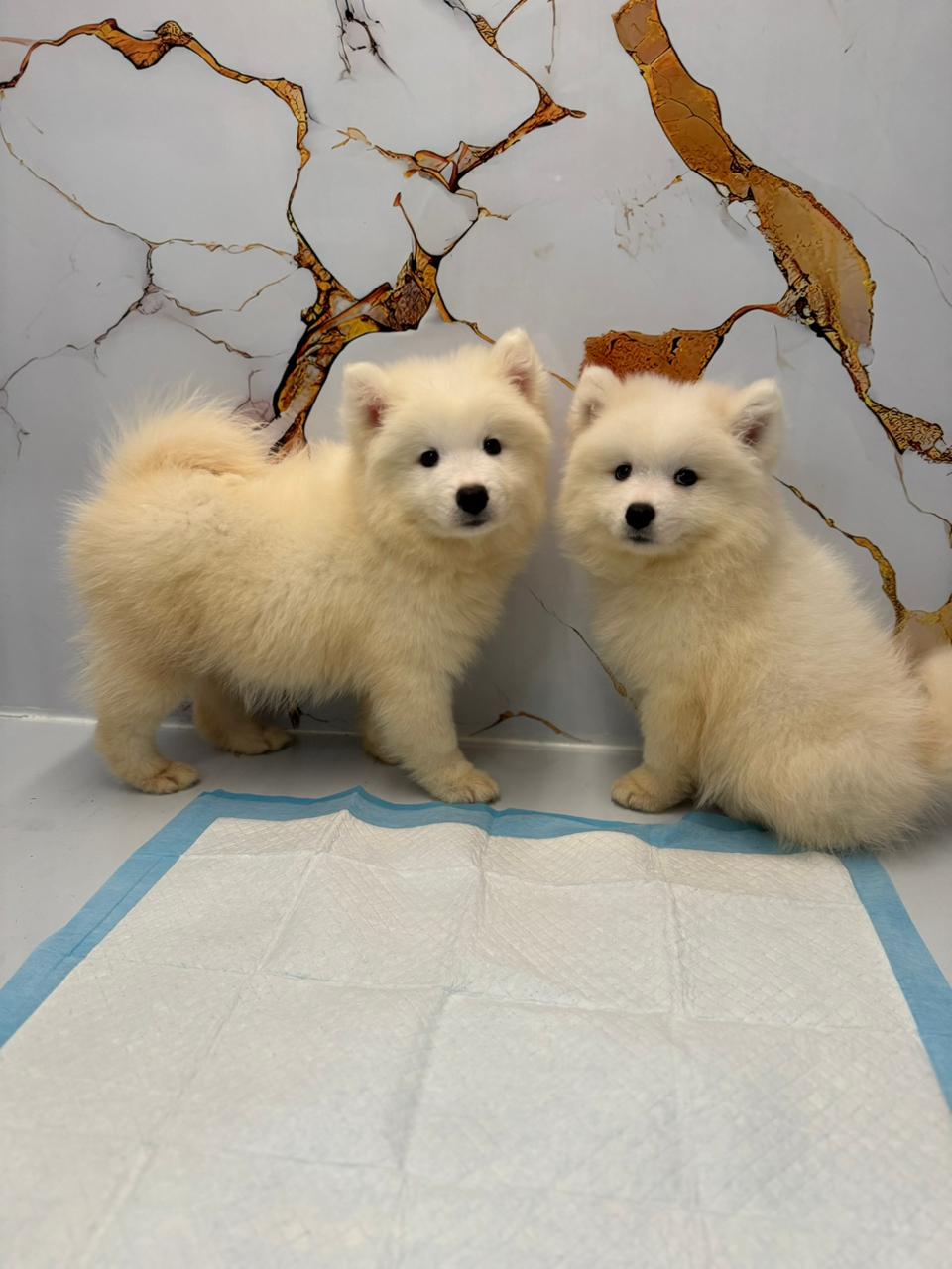 Samoyed Puppy