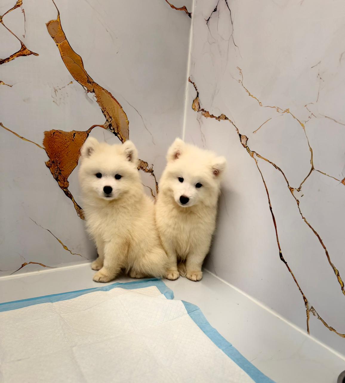 Samoyed Puppy
