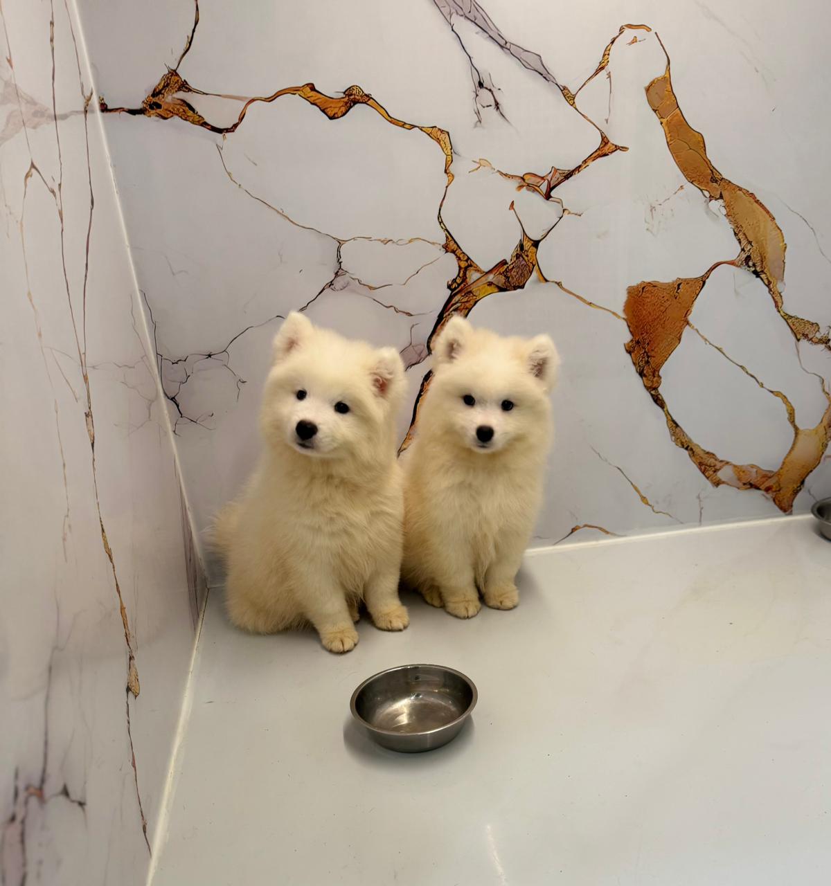 Samoyed Puppy