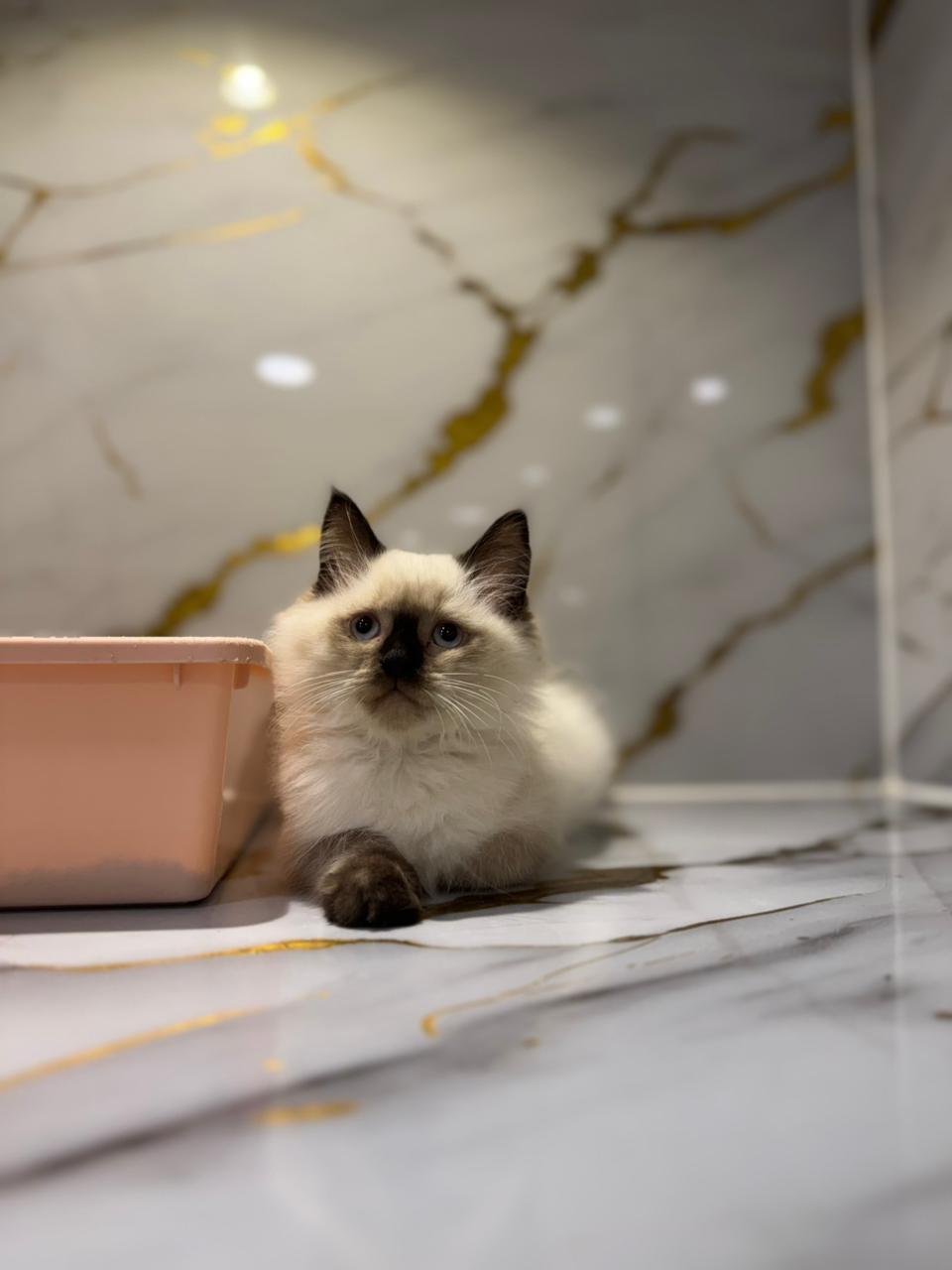 Male Himalayan Kitten