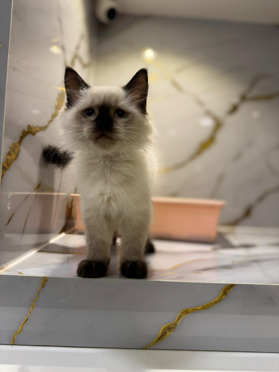 Male Himalayan Kitten
