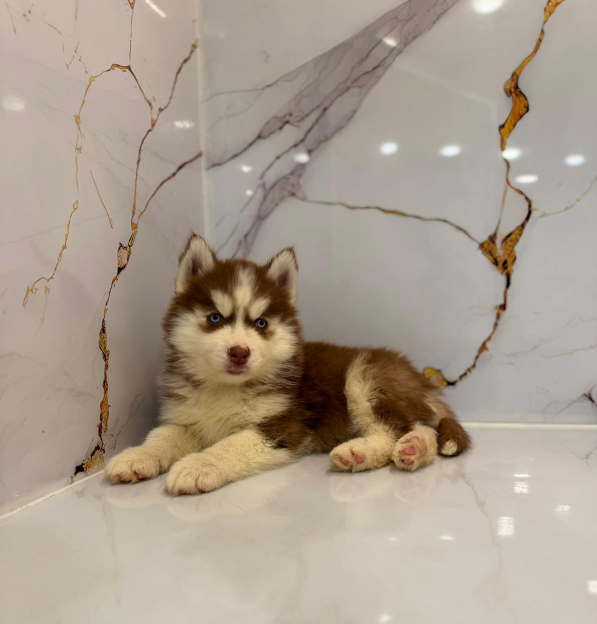 Husky Puppies