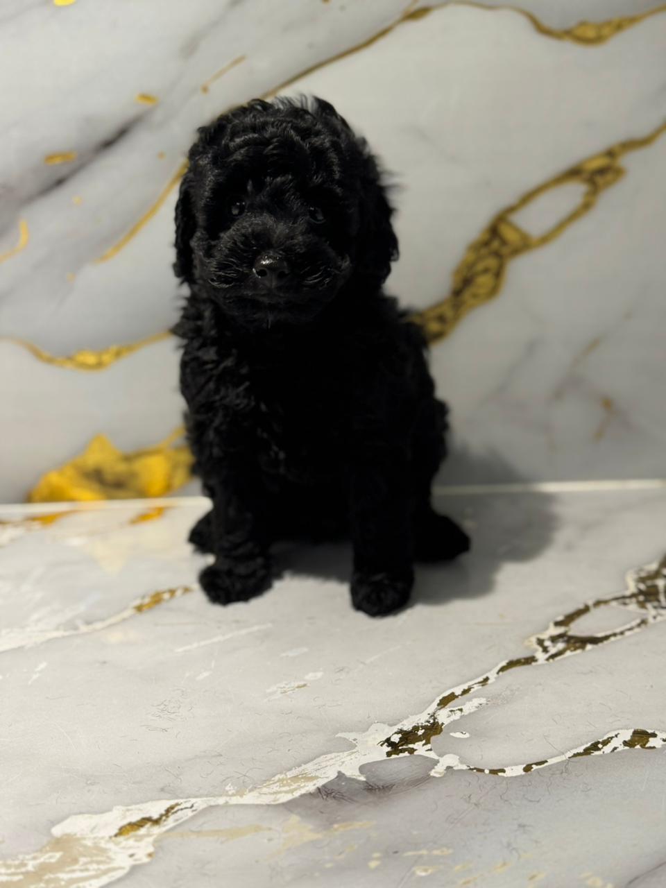 Mini Poodle Puppies