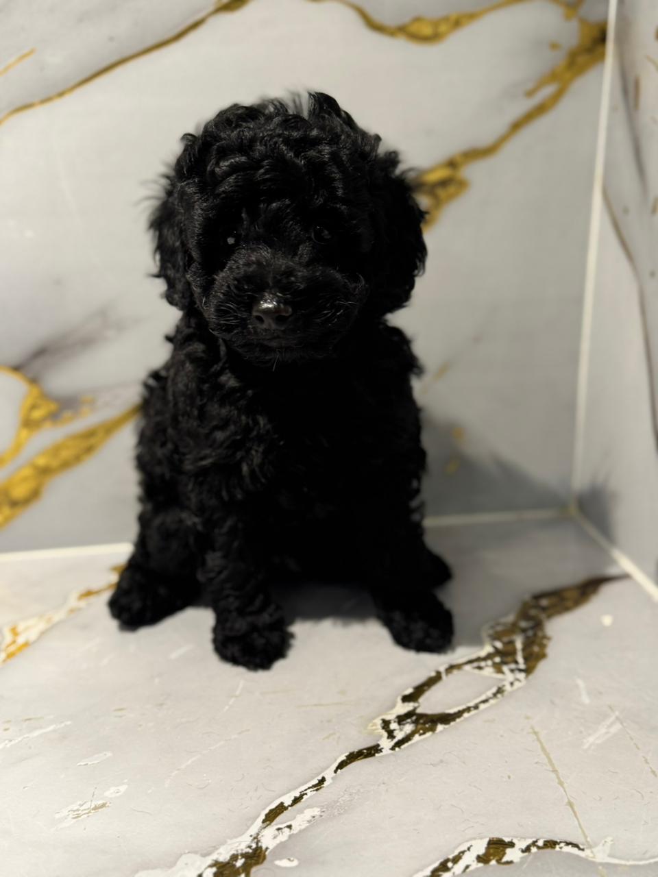 Mini Poodle Puppies