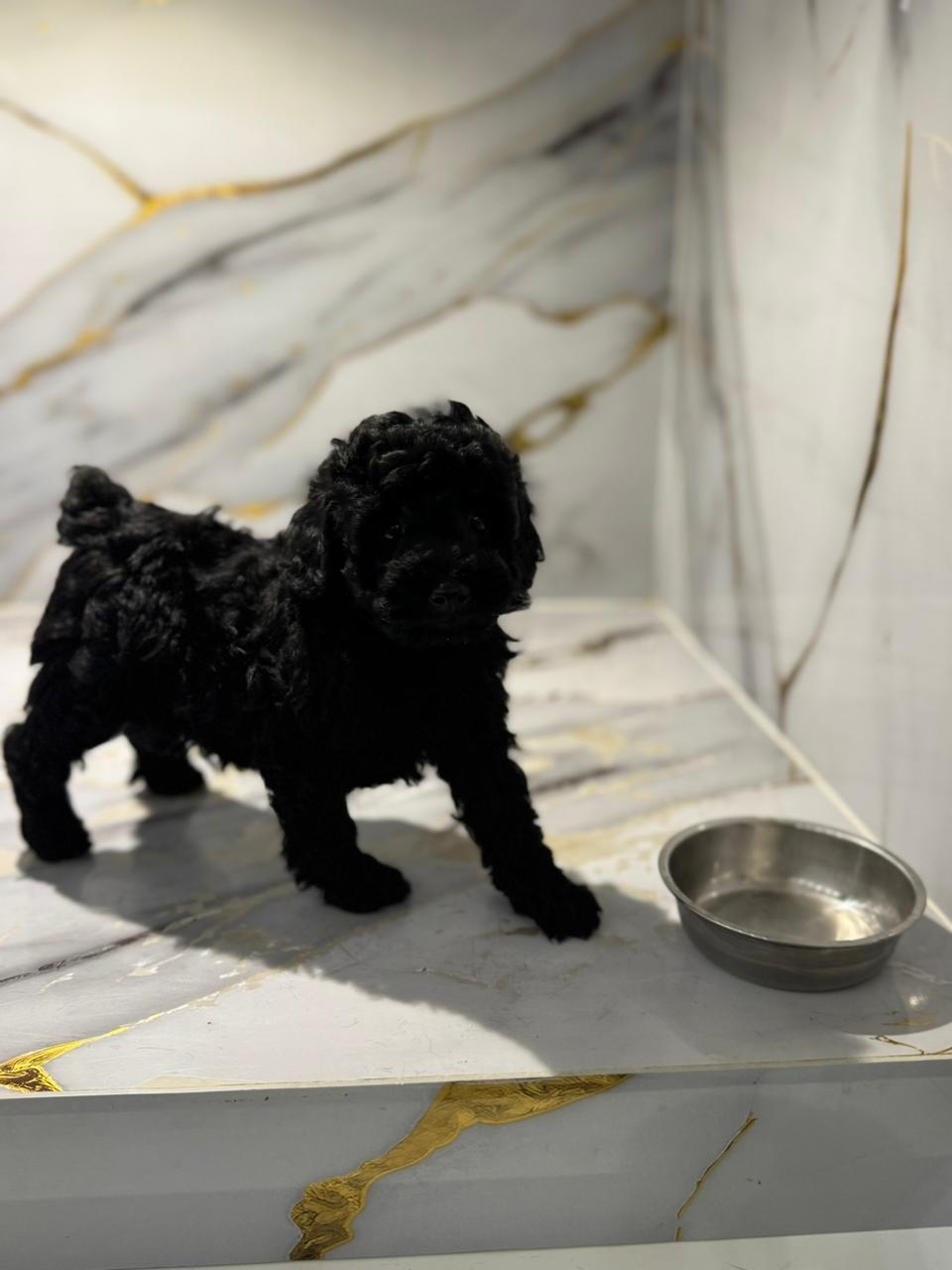 Mini Poodle Puppies