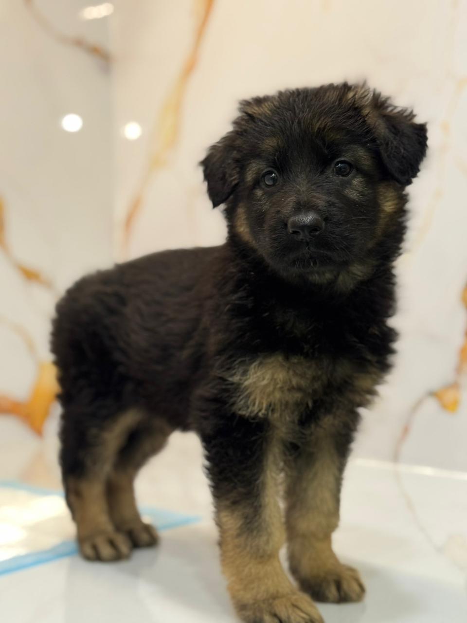 German Shepherd Puppy