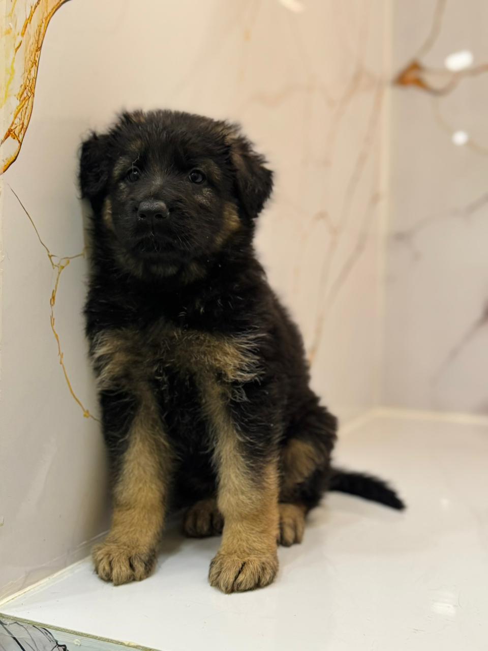 German Shepherd Puppy