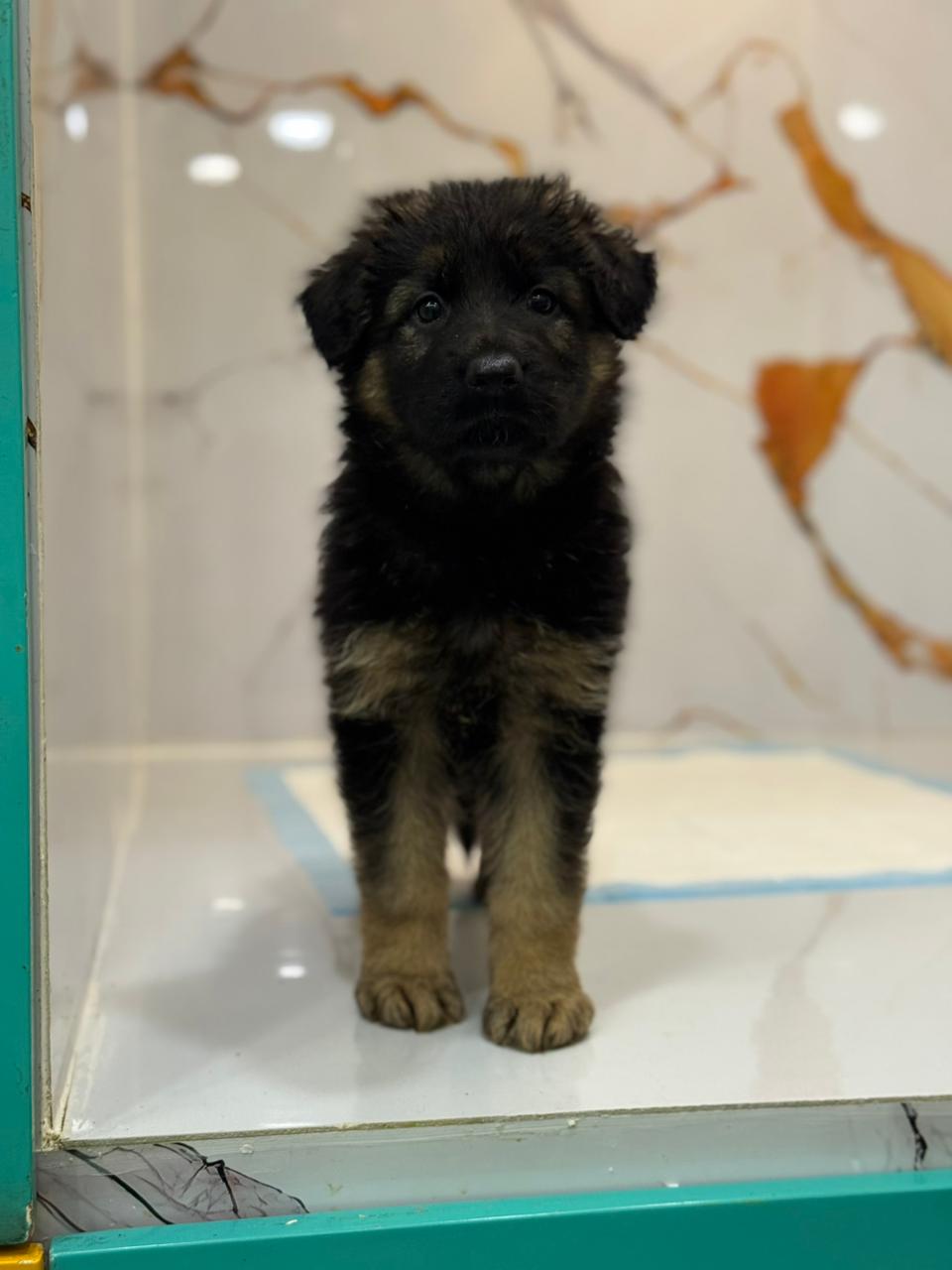 German Shepherd Puppy