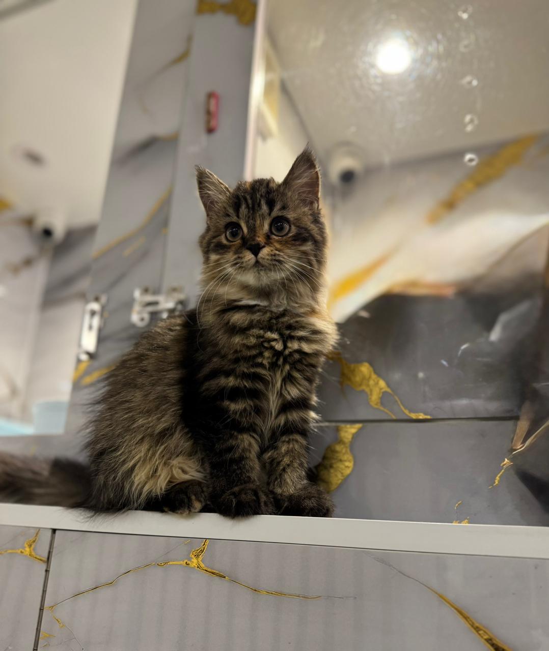 Siberian Kitten