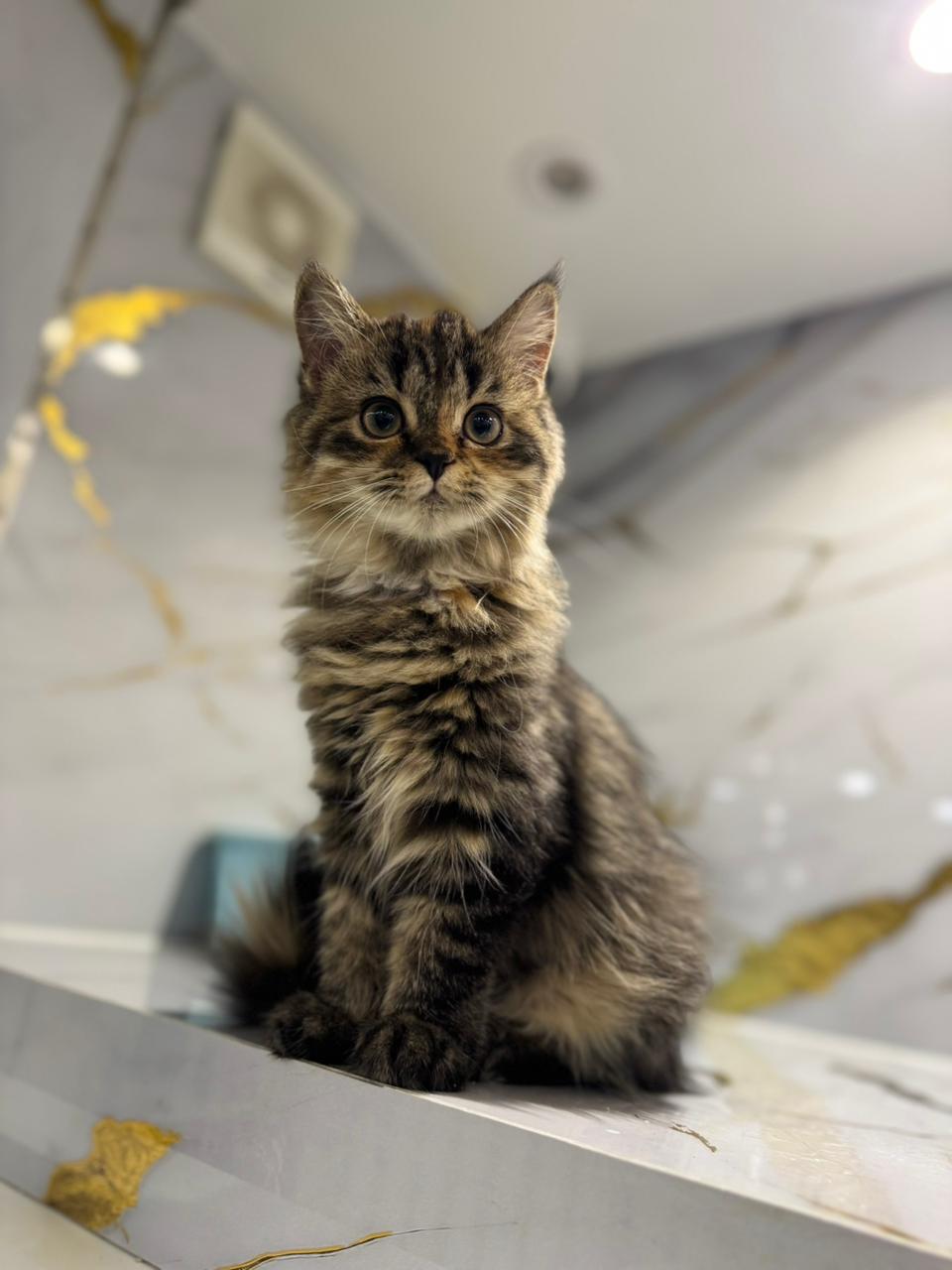 Siberian Kitten
