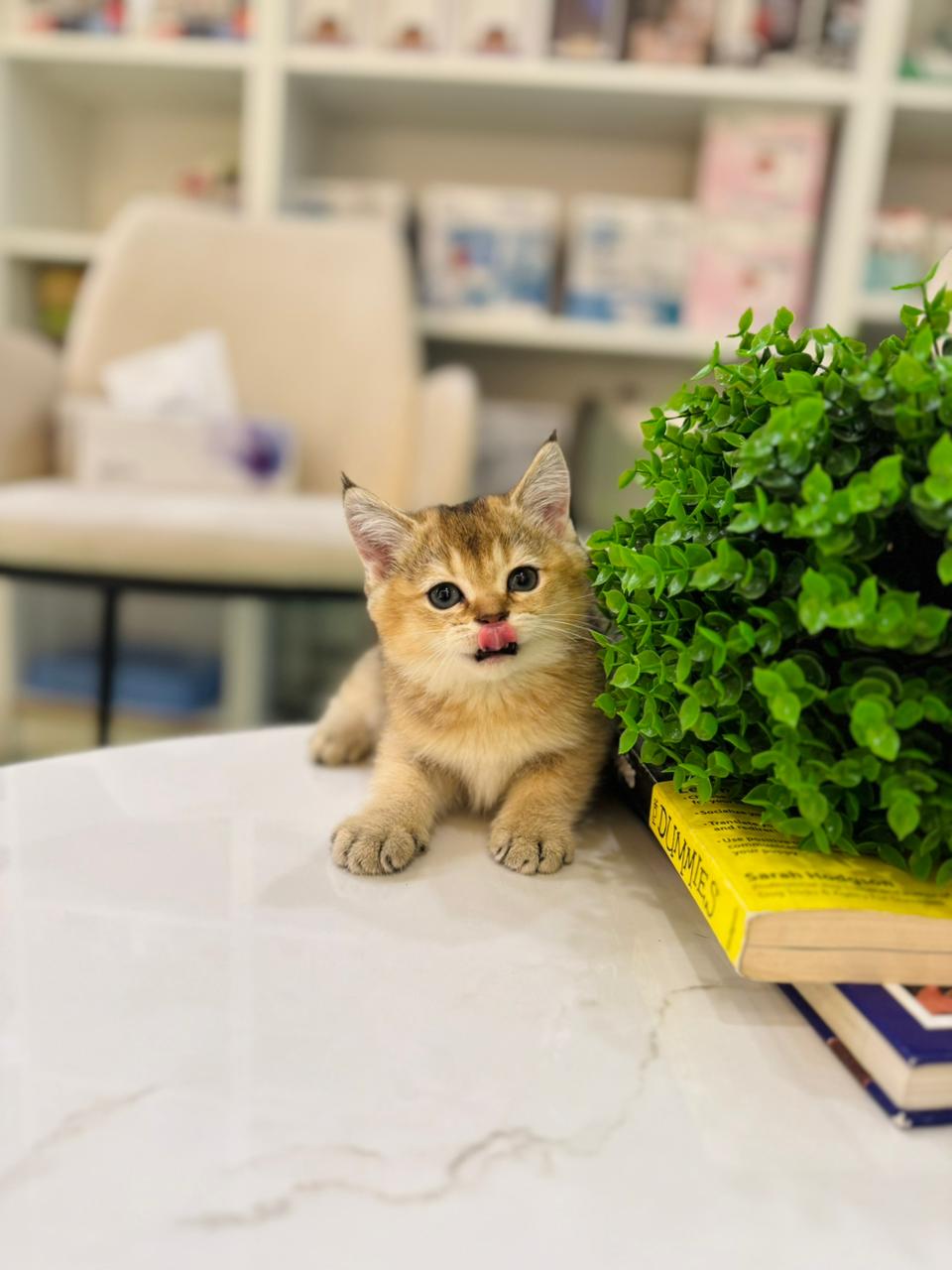 British short hair golden chinchilla kitten