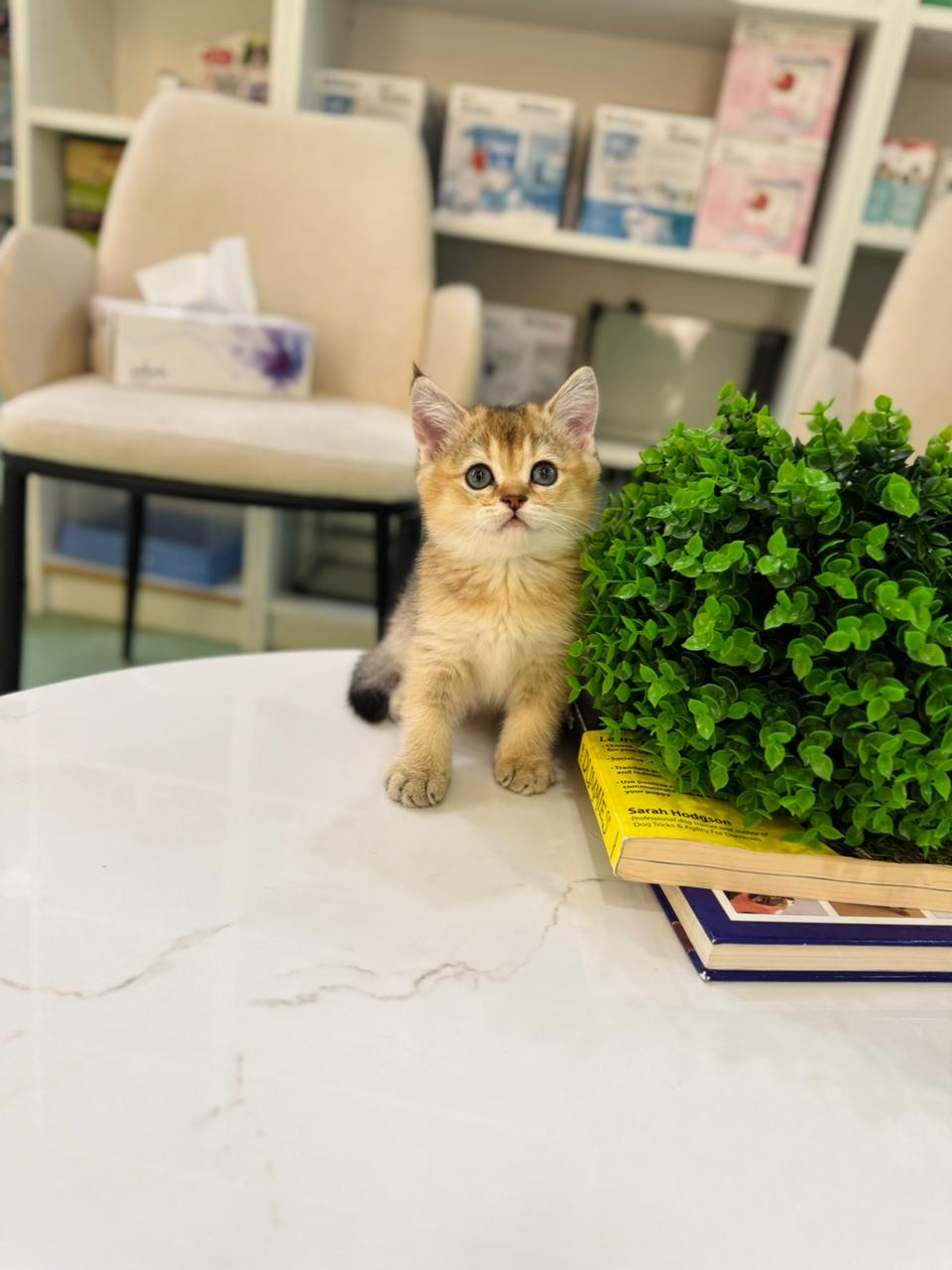 British short hair golden chinchilla kitten