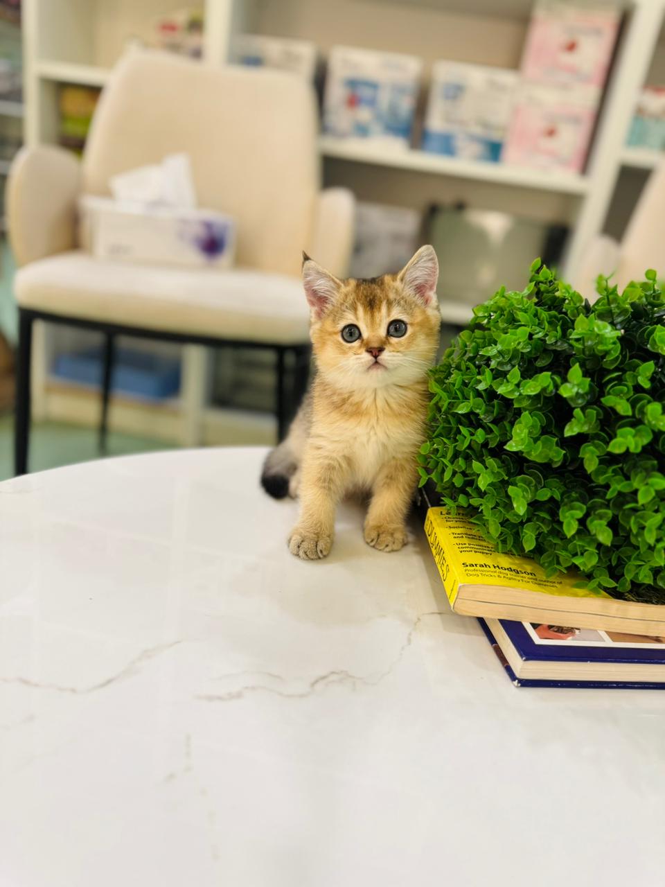 British short hair golden chinchilla kitten
