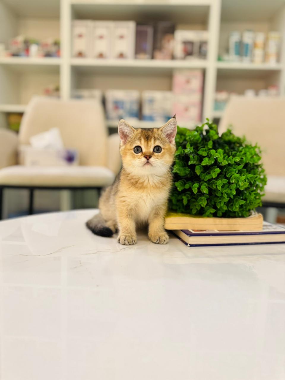 British short hair golden chinchilla kitten