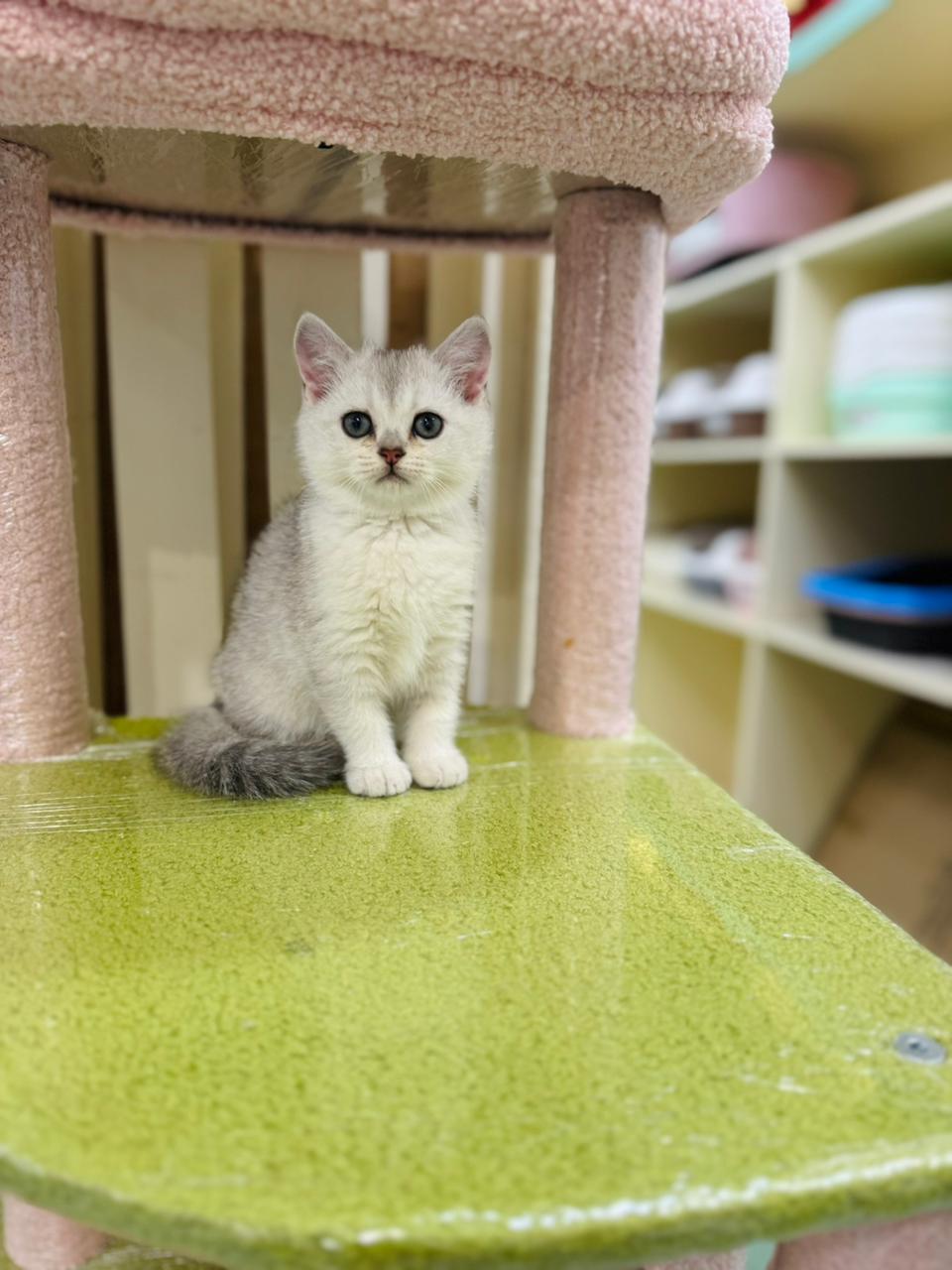 British Short Hair Silver Chinchilla Kitten