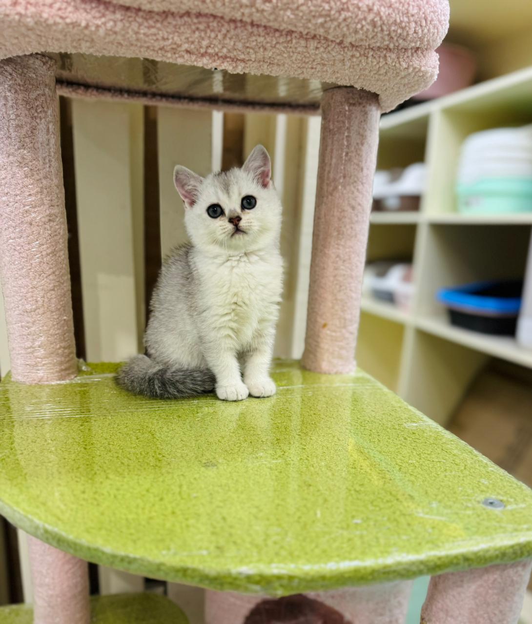 British Short Hair Silver Chinchilla Kitten