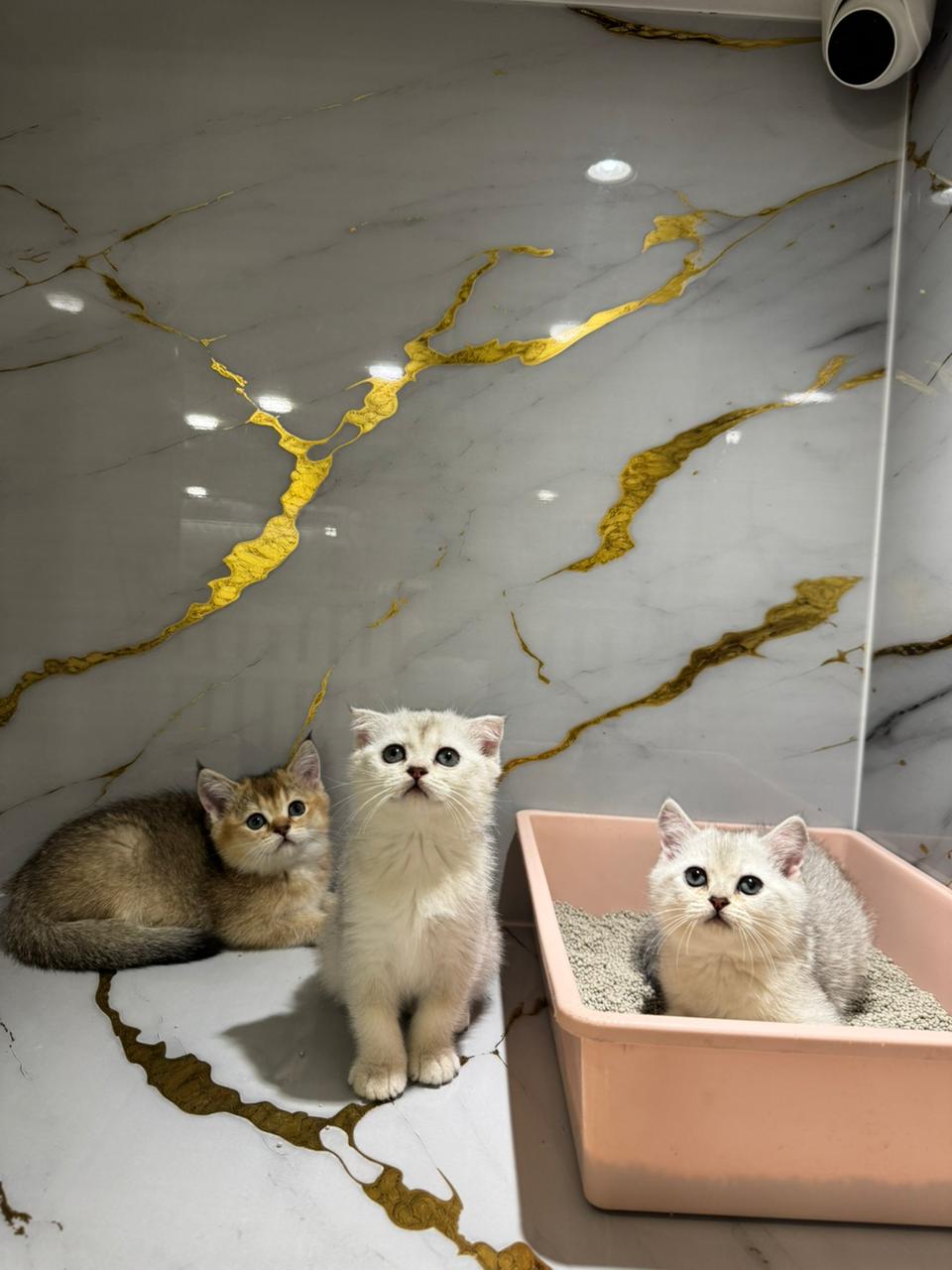 British Short Hair Silver Chinchilla Kitten