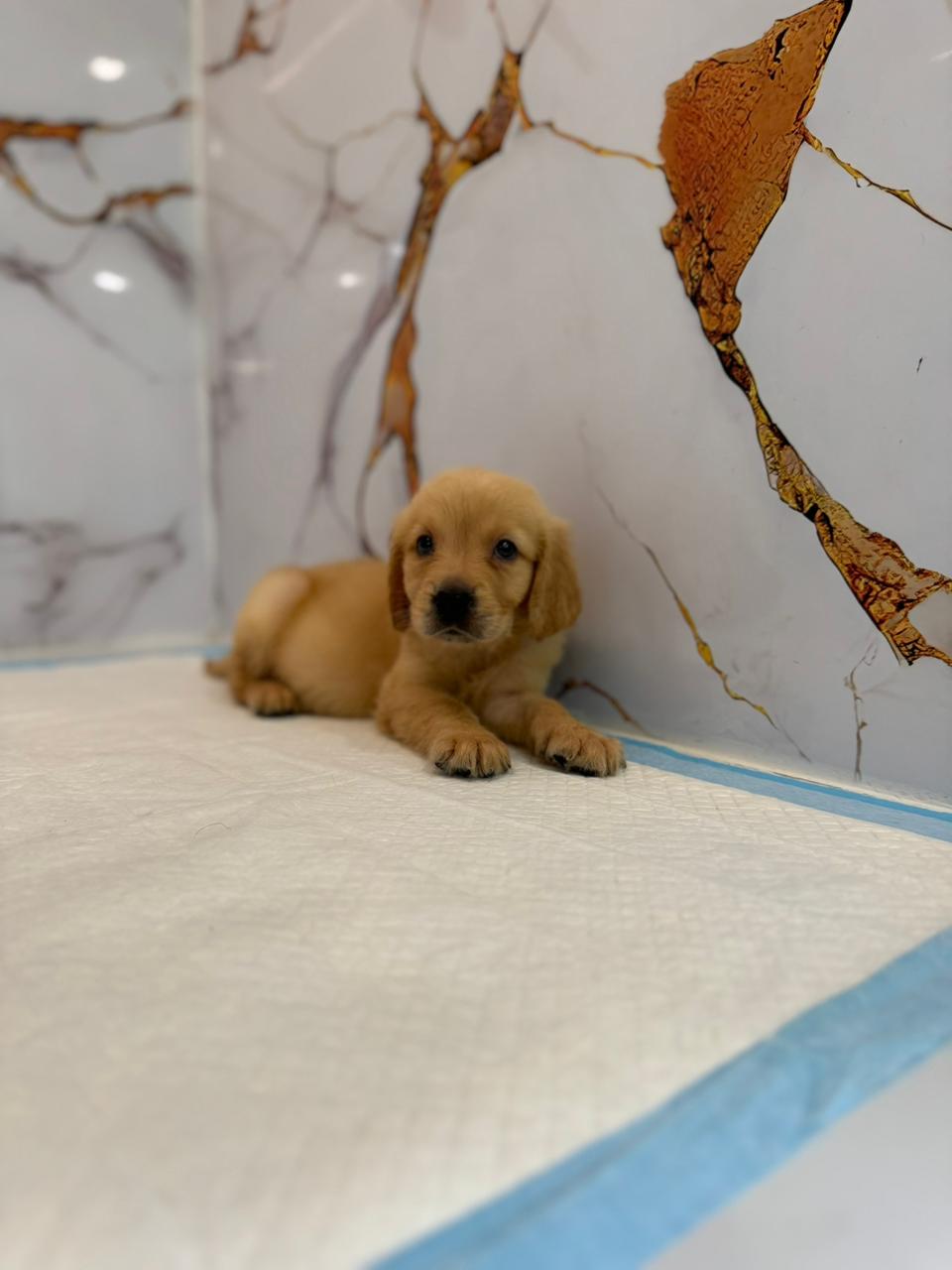 Golden Retriever