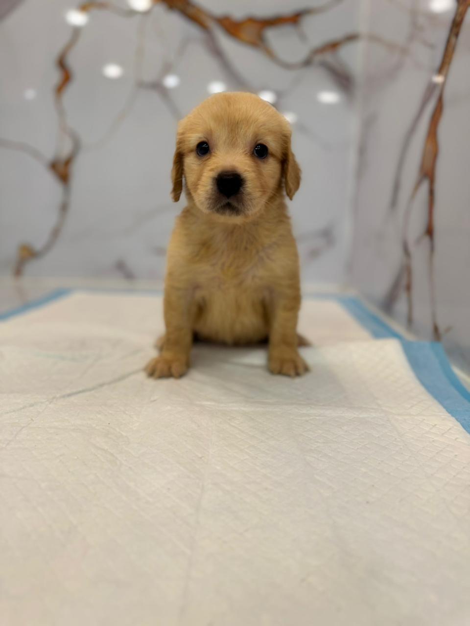 Golden Retriever
